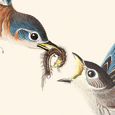 Pájaro azul (Lámina 113) de John James Audubon, 1827