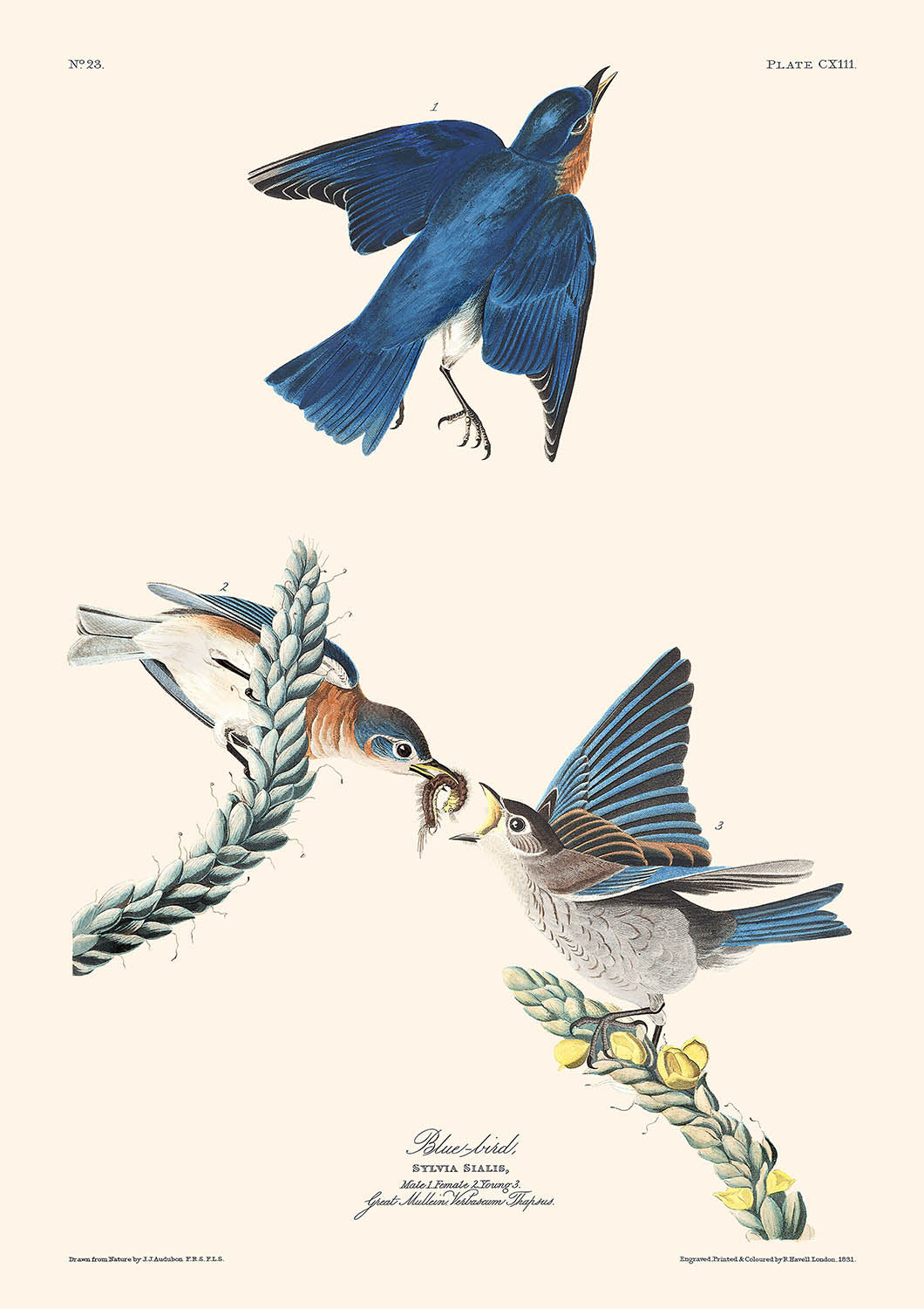 Blue-bird (Plate 113) by John James Audubon, 1827