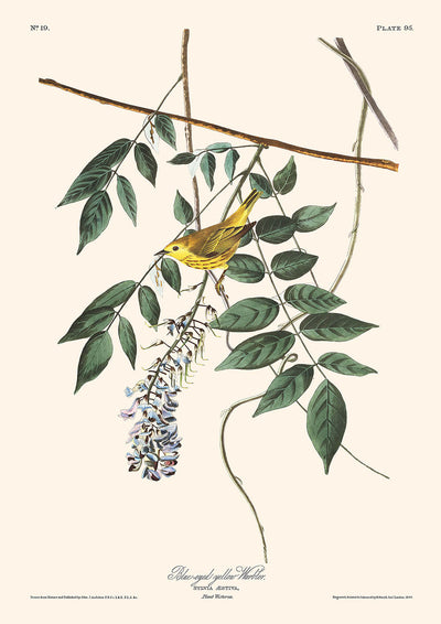 Reinita amarilla de ojos azules, de John James Audubon, 1827