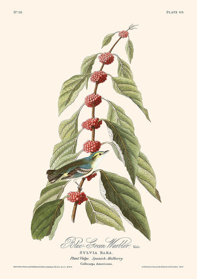 Fauvette bleu-vert par John James Audubon, 1827