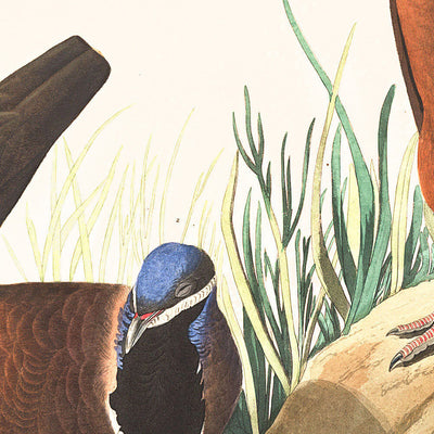 Blaukopftaube von John James Audubon, 1827