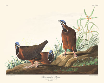 Blaustirnige Taube von John James Audubon, 1827 