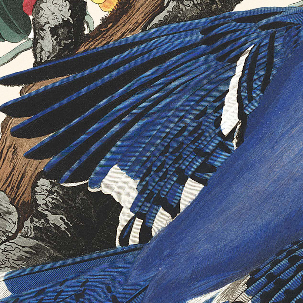 Blauhäher von John James Audubon, 1827