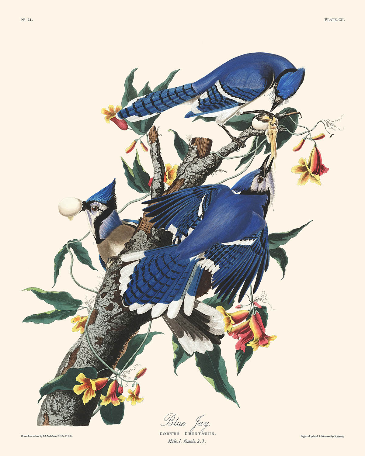 Blauhäher von John James Audubon, 1827