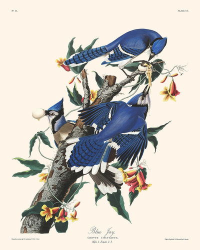 Arrendajo azul, de John James Audubon, 1827