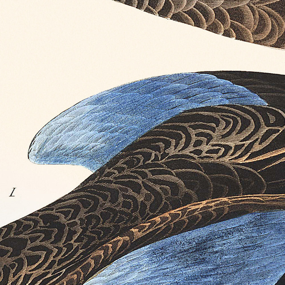 Blue-Winged Teal by John James Audubon, 1827