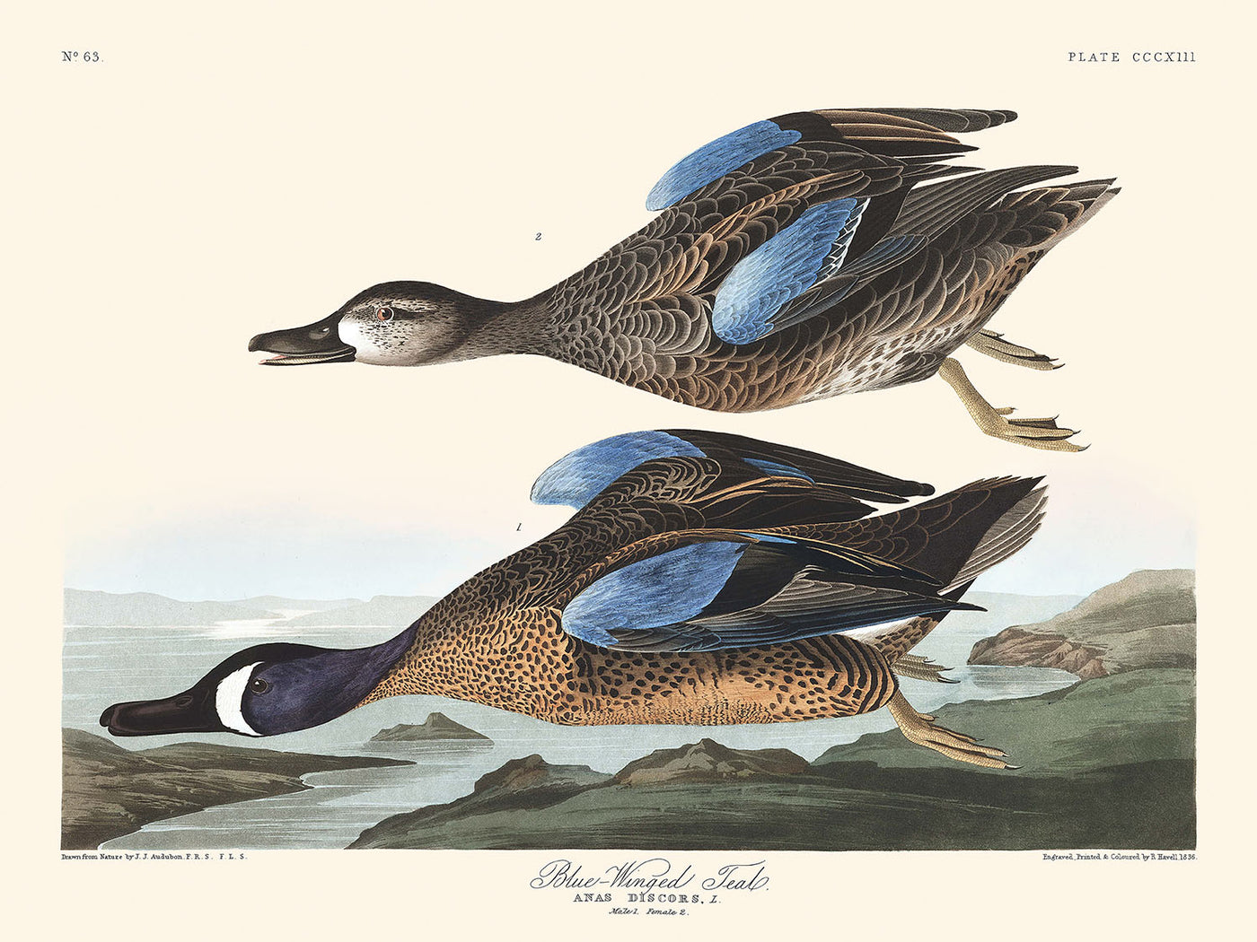 Blauflügelente von John James Audubon, 1827