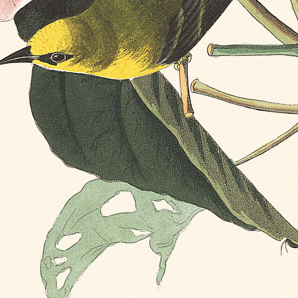 Paruline à ailes bleues par John James Audubon, 1827