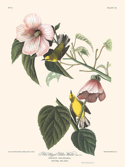 Reinita amarilla de alas azules, de John James Audubon, 1827