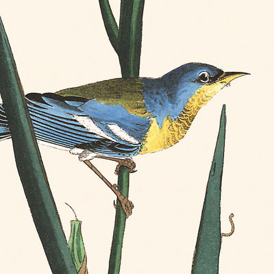 Blue Yellow back Warbler by John James Audubon, 1827