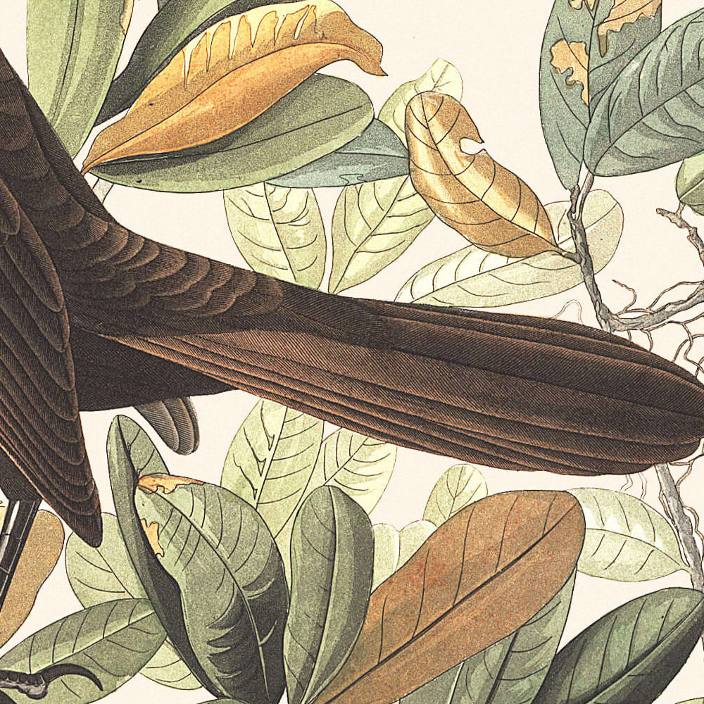 El grackle de cola de barco, de John James Audubon, 1827