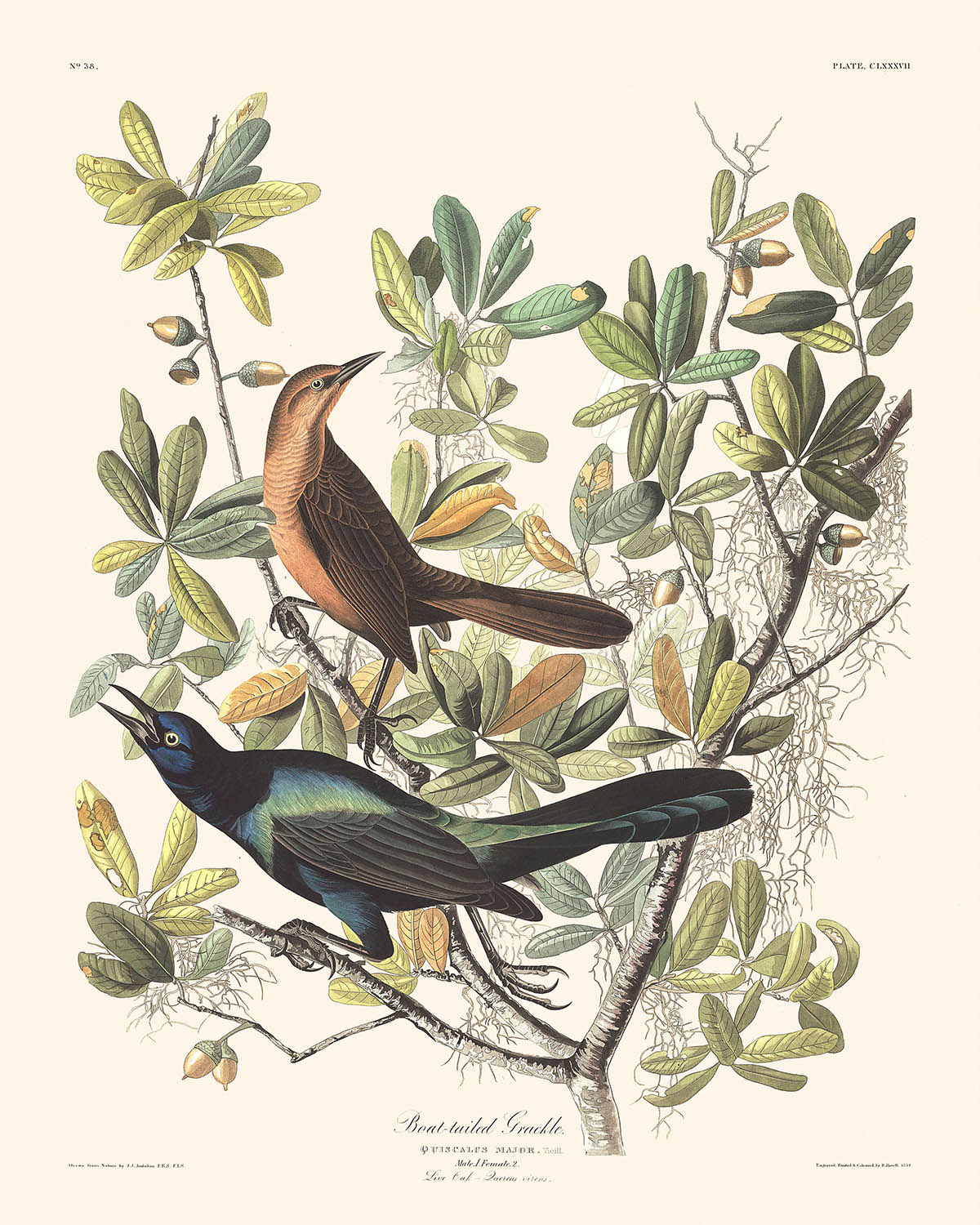 Quiscale à queue de bateau par John James Audubon, 1827