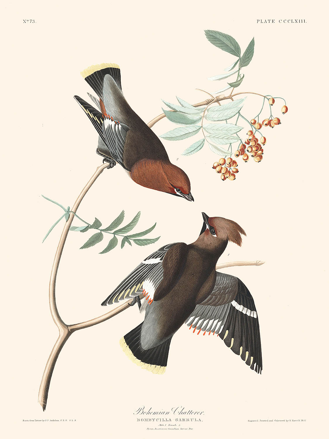 Bohemian Chatterer von John James Audubon, 1827 