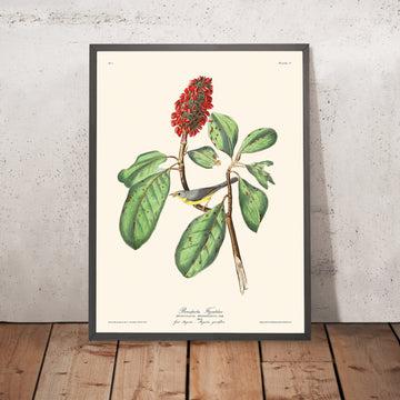 Bonapartes Fliegenfänger von John James Audubon, 1827 