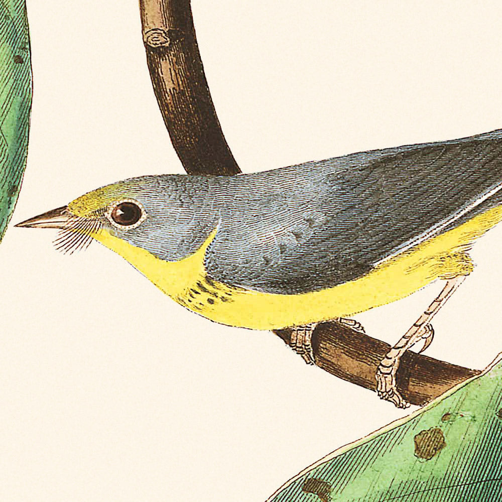 Bonapartes Fliegenfänger von John James Audubon, 1827 