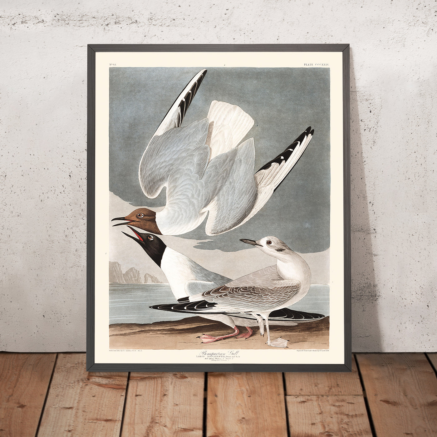 Bonapartian Gull by John James Audubon, 1827