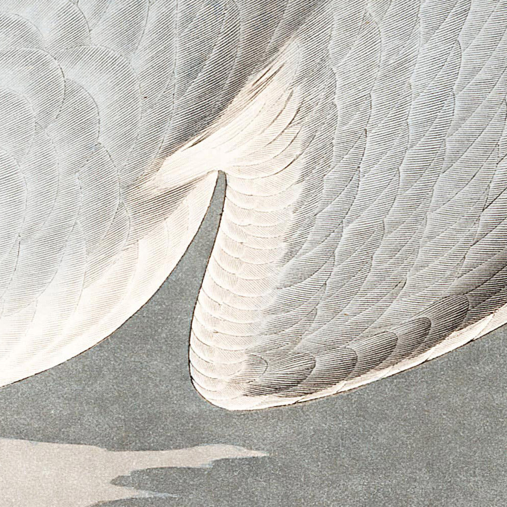 Mouette de Bonaparte par John James Audubon, 1827