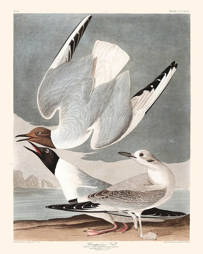 Mouette de Bonaparte par John James Audubon, 1827