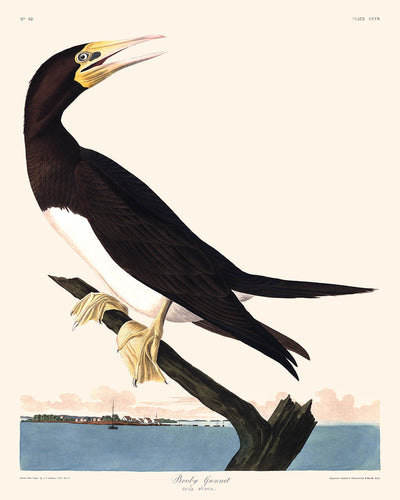 Fou de Bassan par John James Audubon, 1827