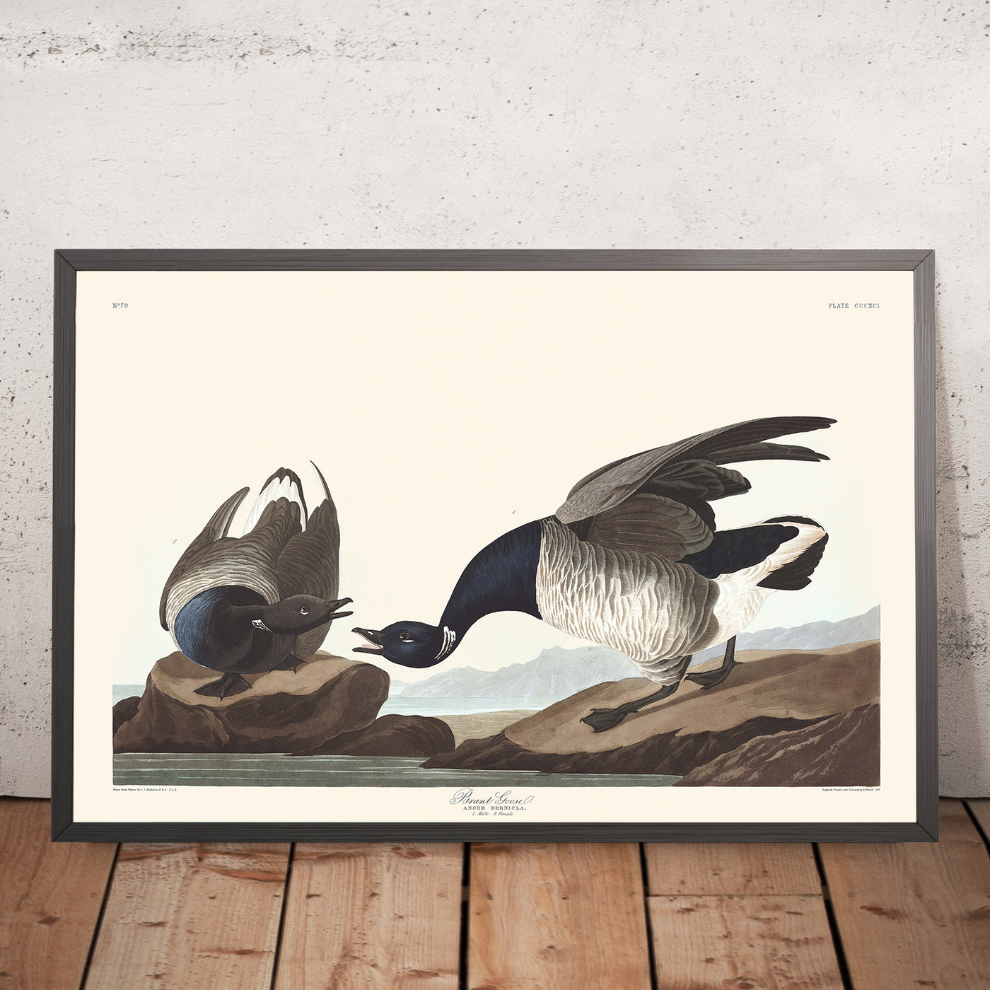 Brant Goose by John James Audubon, 1827