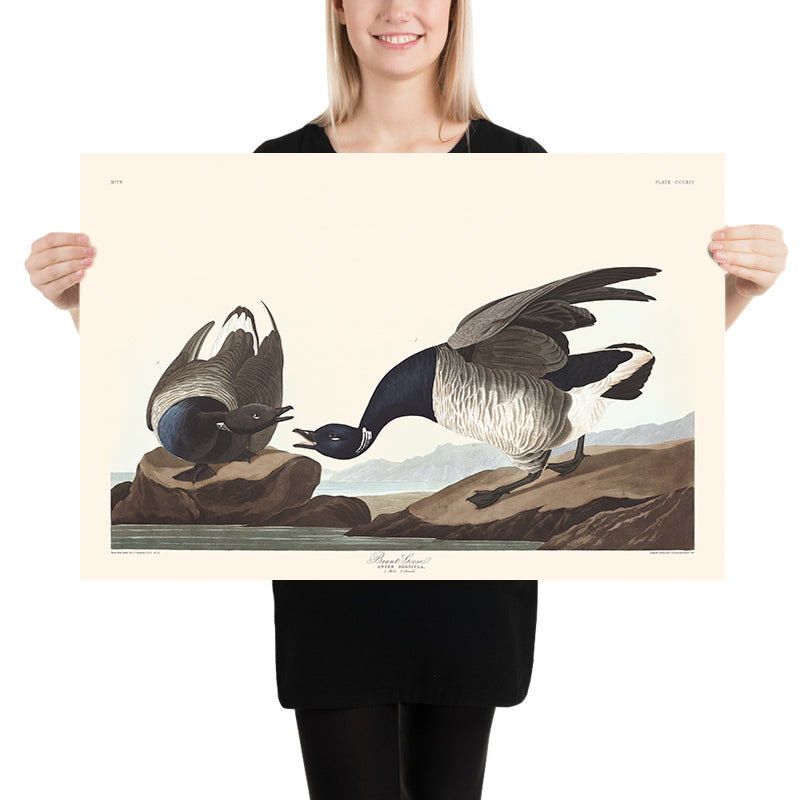 Brant Goose by John James Audubon, 1827