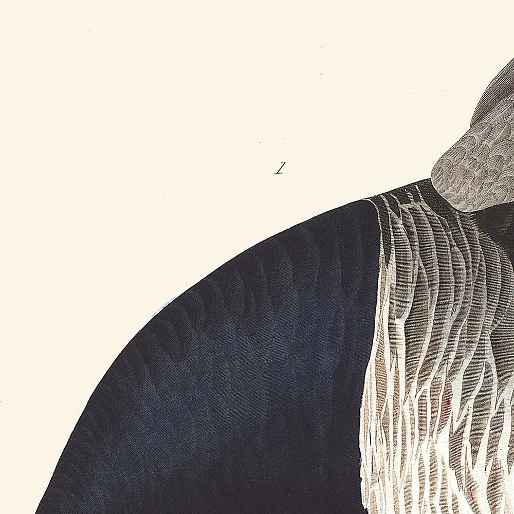 Ganso de Brant, de John James Audubon, 1827