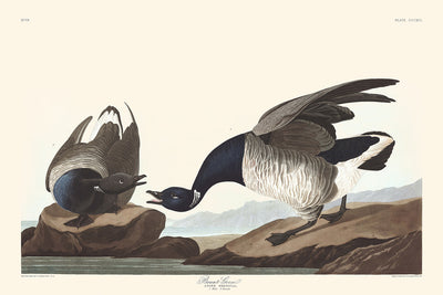 Bernache cravant de John James Audubon, 1827