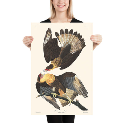 Caracara brésilien, par John James Audubon, 1827