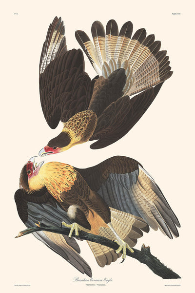 Brasilian Caracara Eagle by John James Audubon, 1827