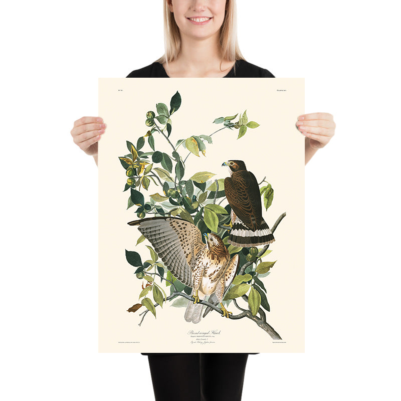 Falco dalle ali larghe di John James Audubon, 1827 