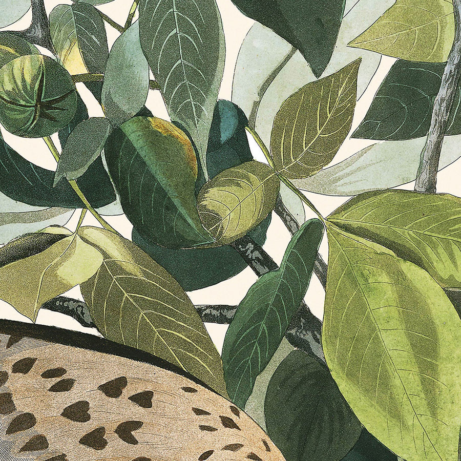 Falco dalle ali larghe di John James Audubon, 1827 