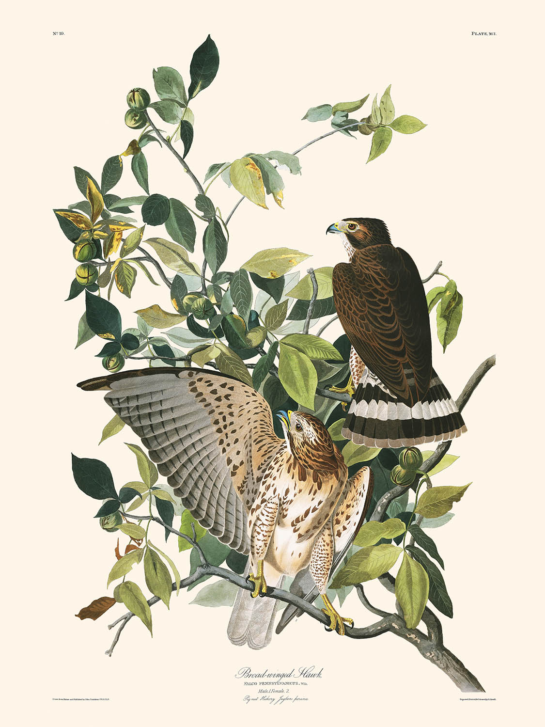 Halcón de alas anchas, de John James Audubon, 1827