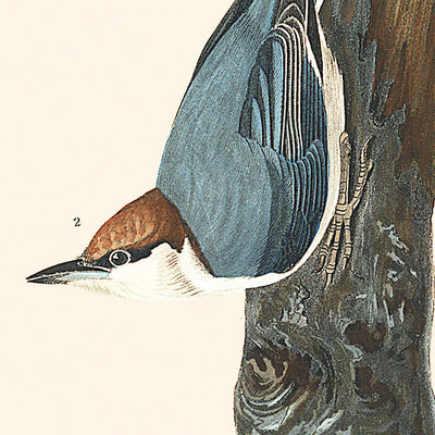 Sittelle à tête brune par John James Audubon, 1827