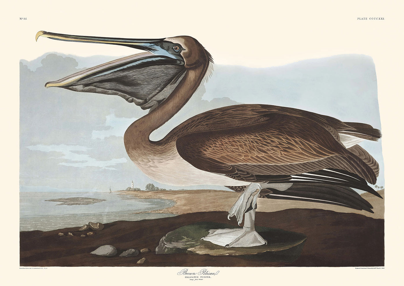 Brauner Pelikan von John James Audubon, 1827