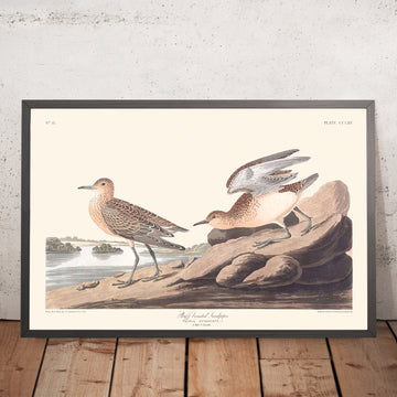 Pipistrello dal petto buffo di John James Audubon, 1827 