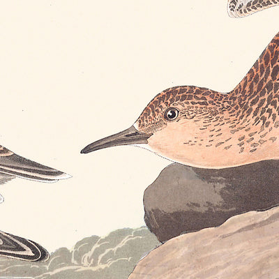 Buff Breasted Sandpiper by John James Audubon, 1827