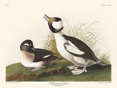 Buffelkopfente von John James Audubon, 1827 