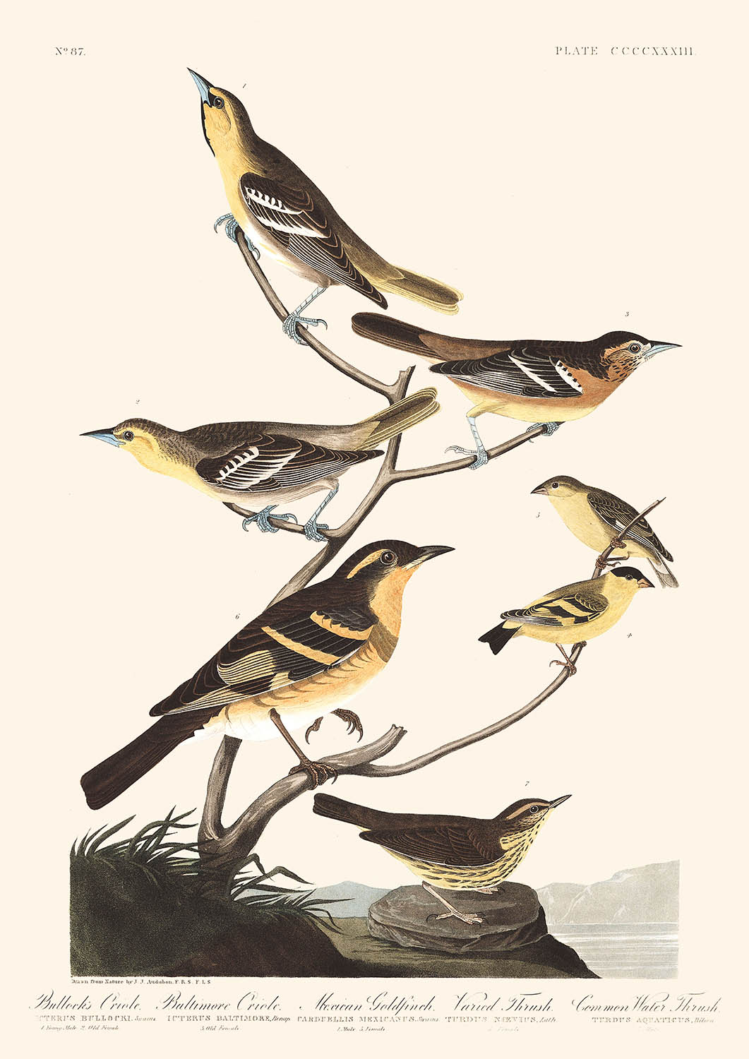 Oriole de Bullock, Oriole de Baltimore, Chardonneret élégant, Grive à collier, Grive aquatique commune par John James Audubon, 1827