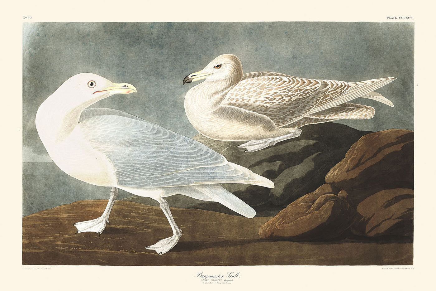 Gaviota de burgomaestre, de John James Audubon, 1827