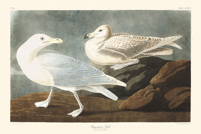 Bürgermeister Gull von John James Audubon, 1827 