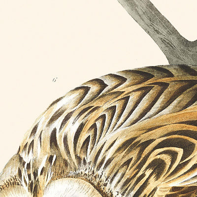 Burrowing Owl, Large-headed Burrowing Owl, Little night Owl, Columbian Owl, Short-eared Owl by John James Audubon, 1827