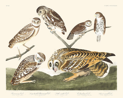 Búho llanero, Búho llanero de cabeza grande, Búho nocturno chico, Búho colombino, Búho campestre de John James Audubon, 1827