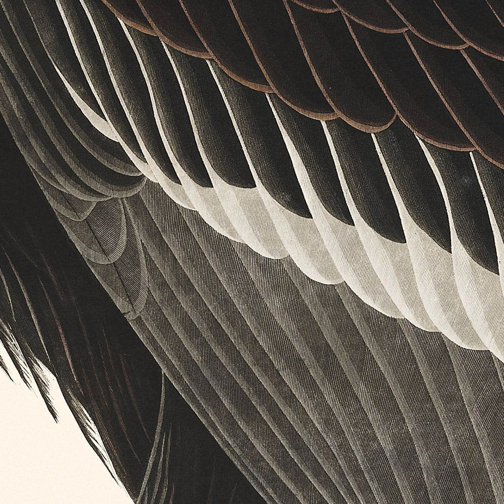 Buitre californiano, de John James Audubon, 1827