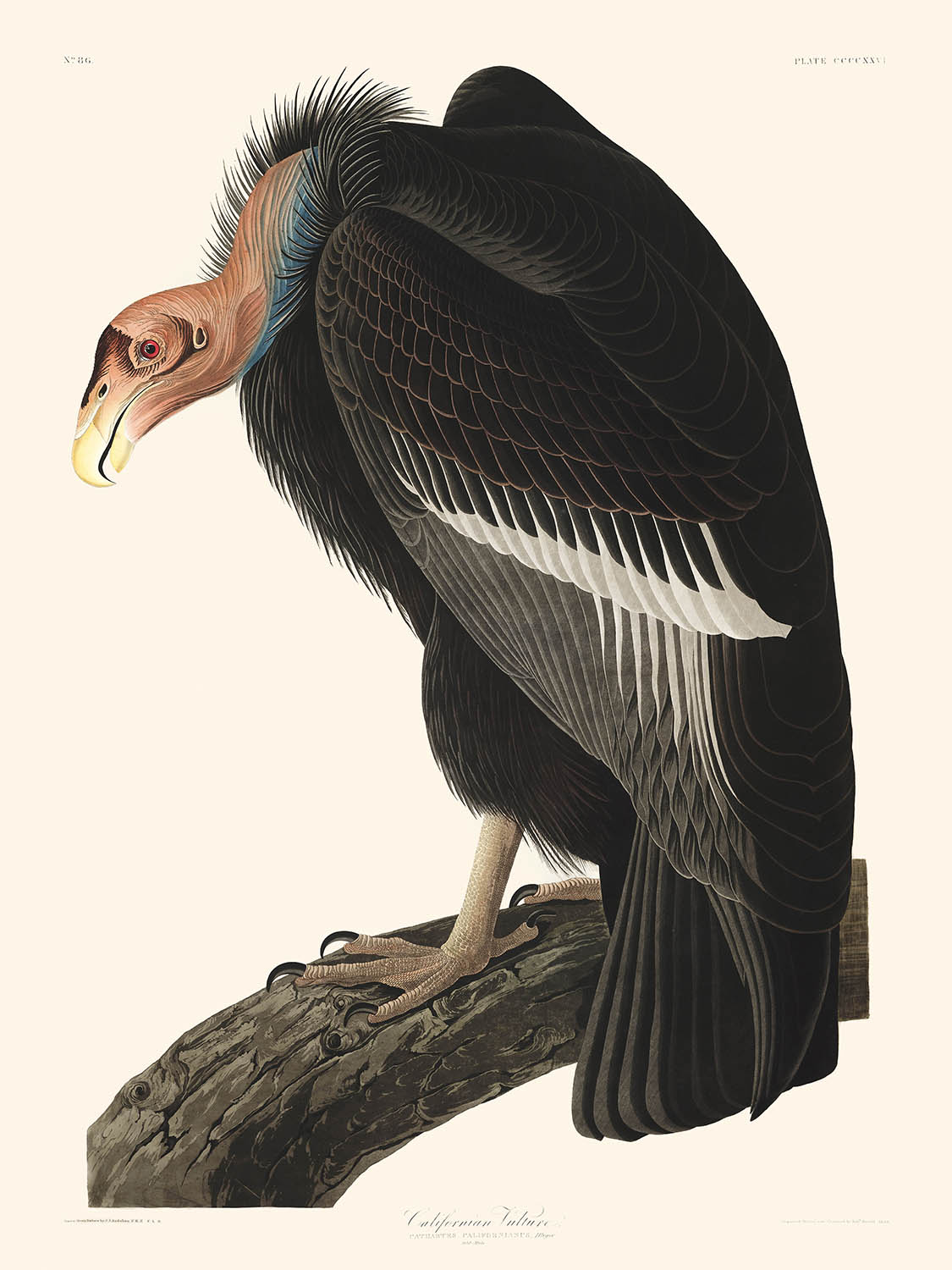 Vautour californien de John James Audubon, 1827