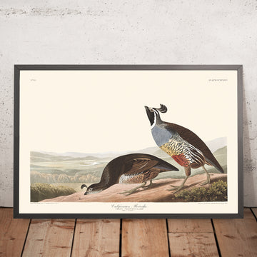 Kalifornische Wachtel von John James Audubon, 1827 