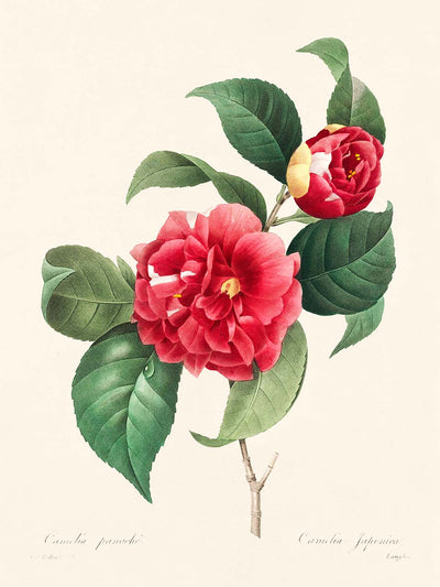 Camelia común de Pierre-Joseph Redouté, 1827