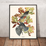 Canada Jay (Whiskey Jack) por John James Audubon, 1827 