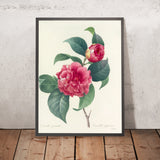 Variegated Camellia (Camellia japonica, Plate 18) by Pierre Joseph Redouté, 1827