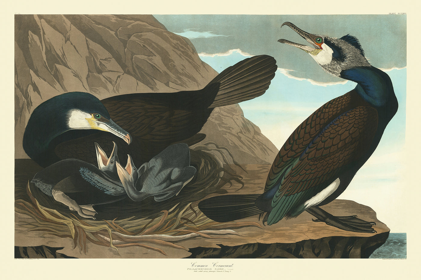 Cormorán común por John James Audubon, 1827