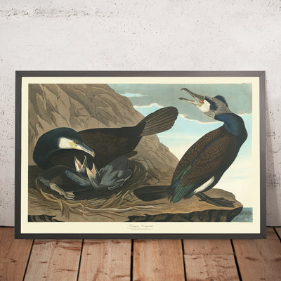 Cormoran commun par John James Audubon, 1827